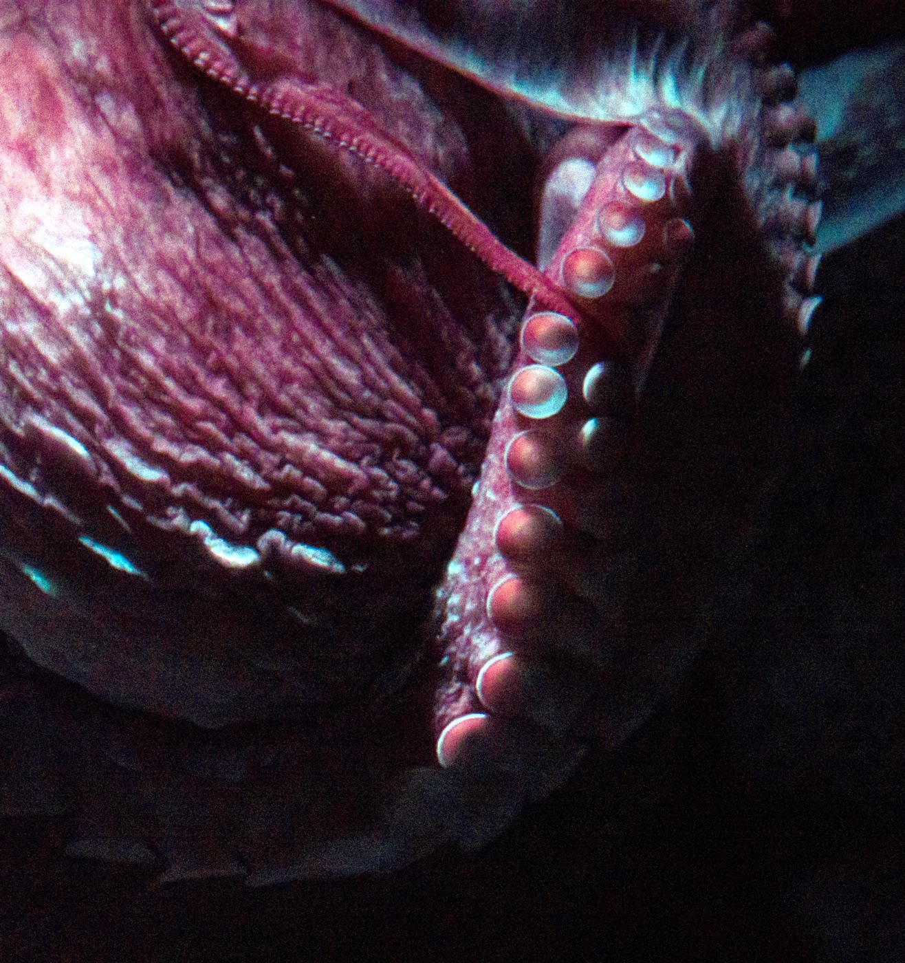 Close-up of a giant Pacific octopus, its reddish arms and pale suckers against dark water.